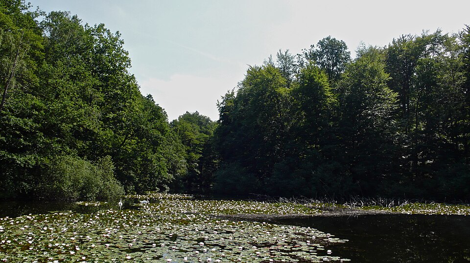 Villenhofer Maar