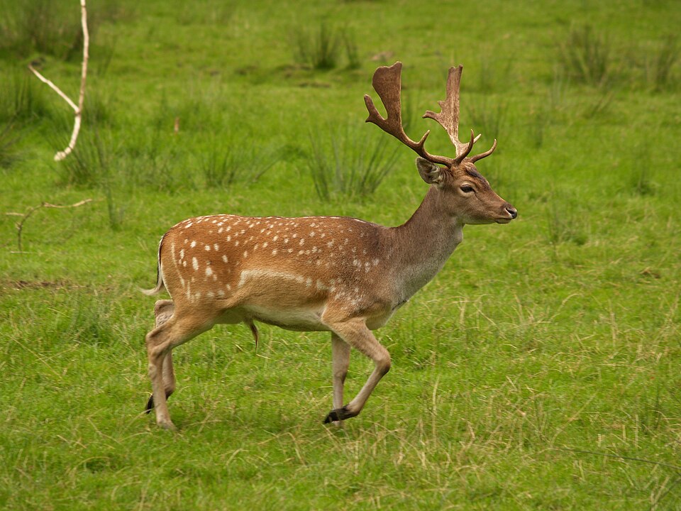 Damwild